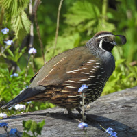 California Quail